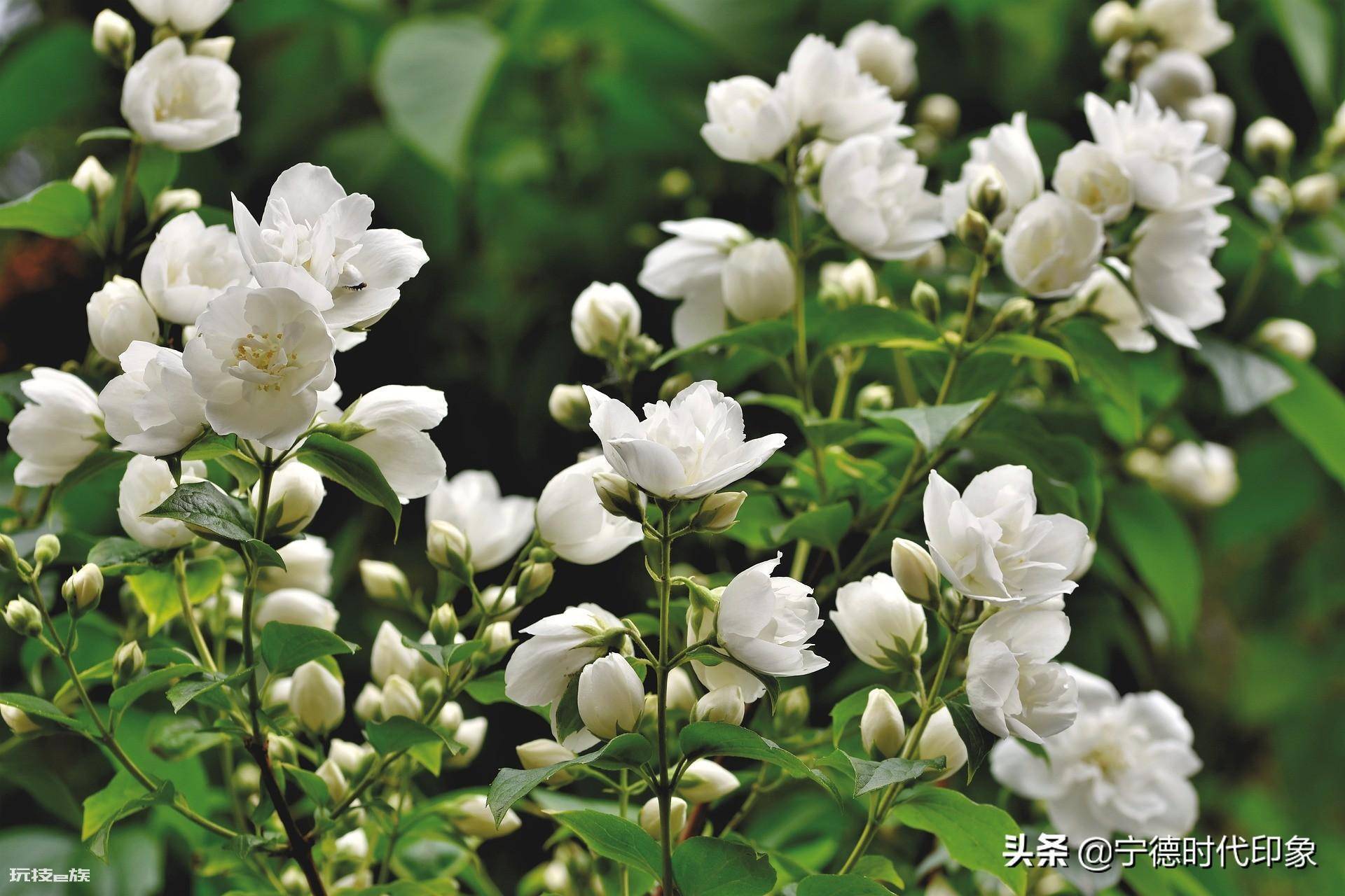 茉莉花茶哪个产地最好(茉莉花茶的产地都有哪些地方)-图片2
